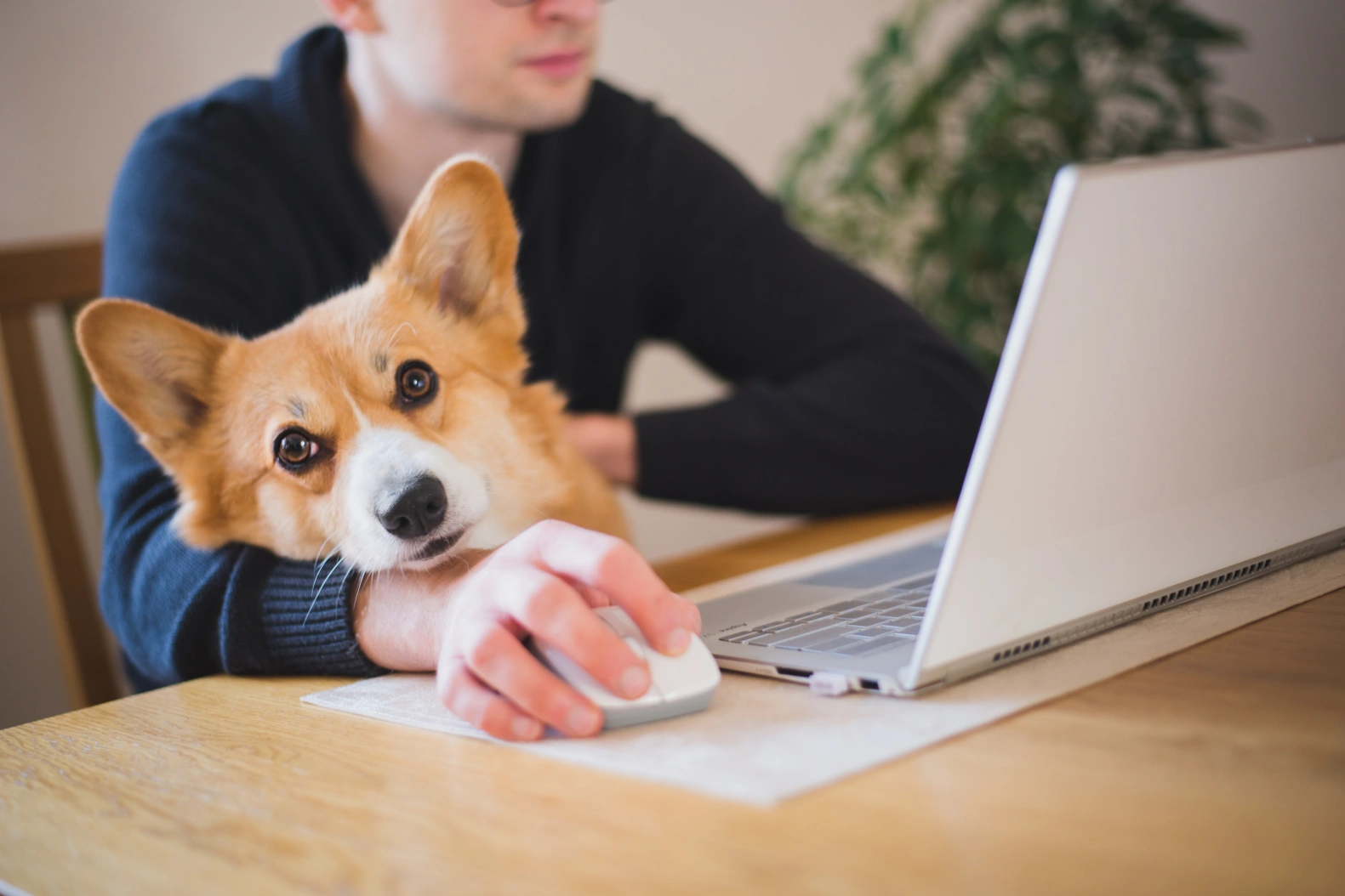 How to Find The Best Pet Products Online