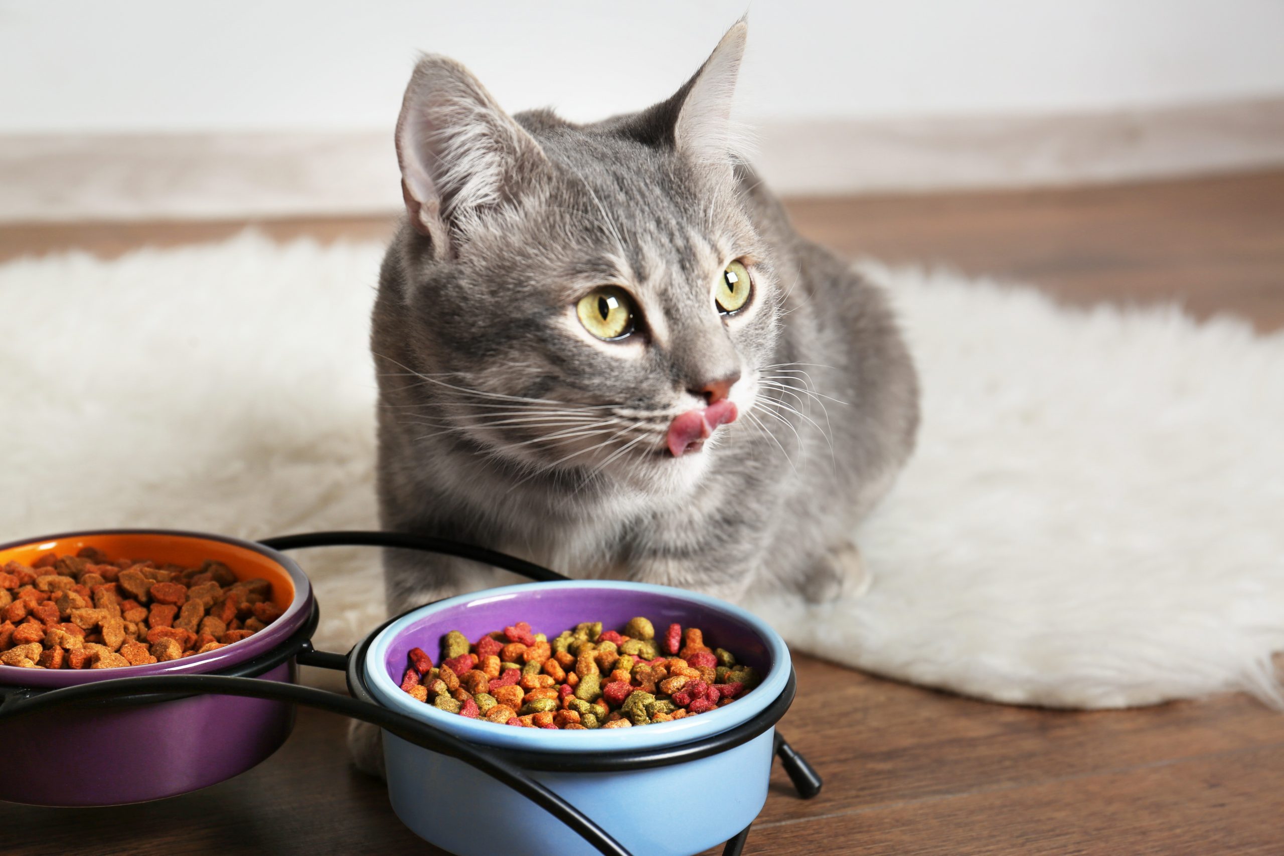 Human Food For Cats:  What’s OK and what’s not OK